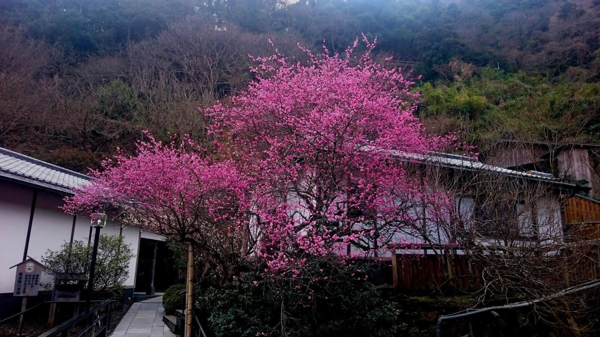Beppu Showaen Kültér fotó
